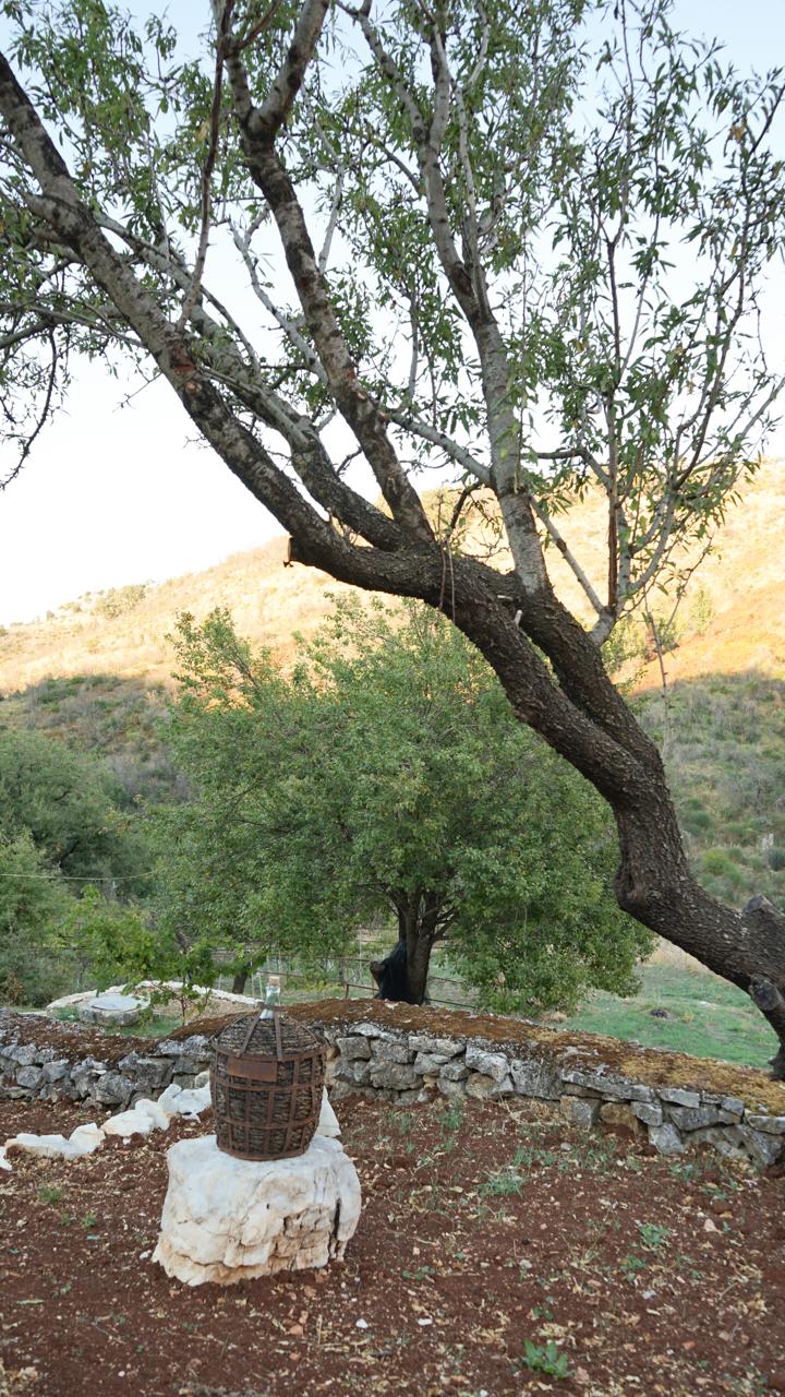 A wicker demijohn resting on a stone by the terrace wall, red earth under the olive shade