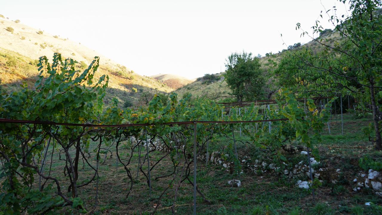 The lower vineyard rows running into the valley, late sun catching the far hills