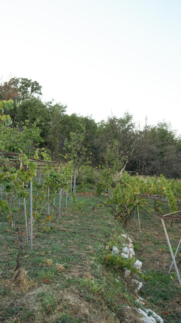 Young vines on the upper slope, trained along the old pergola frames toward the woodland