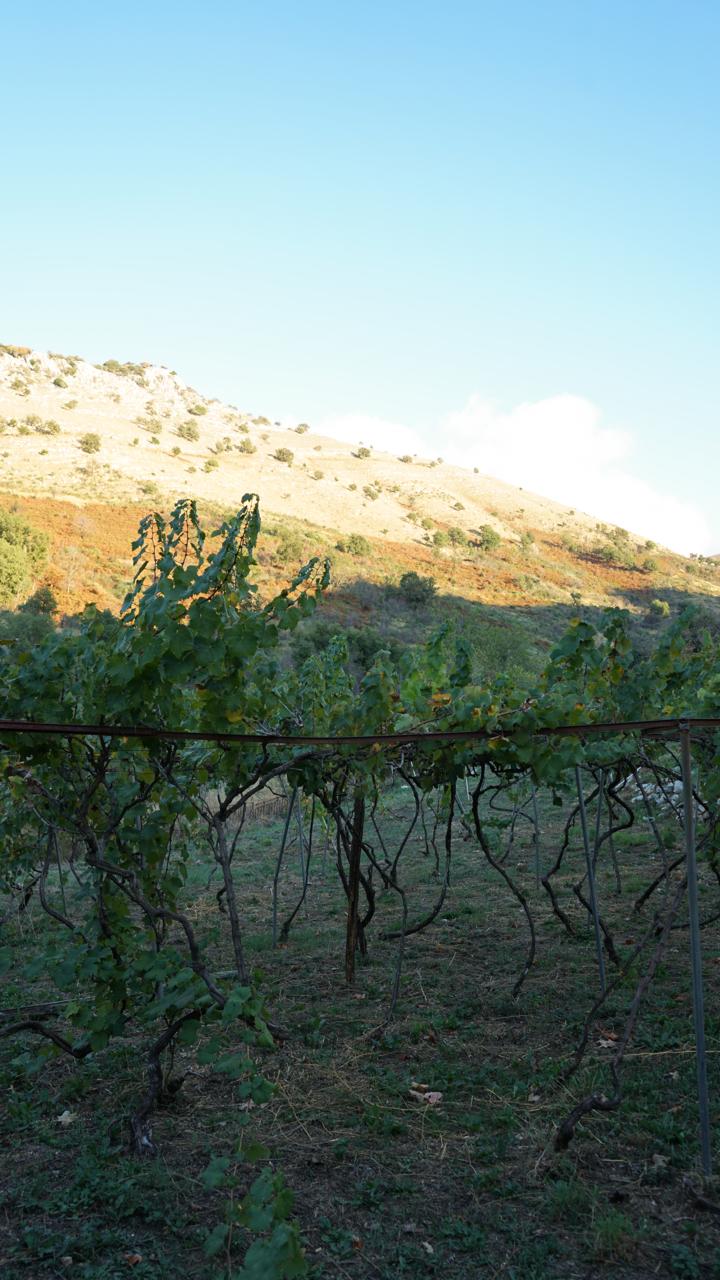 Pergola-trained vines in the foreground with the bare sunlit ridge above Loutses behind them