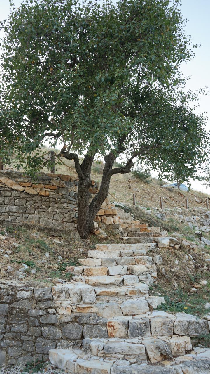 Stone stairs climbing through the dry-stone terrace wall beneath the old tree