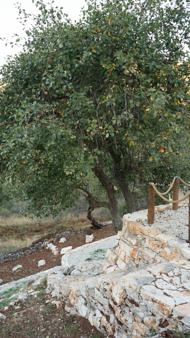 A fruit tree leaning over the stone rampart walk and its rope railing